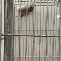 سهره دورگ کرمونی|پرنده|ری, شهید غیوری (ابن باویه)|دیوار