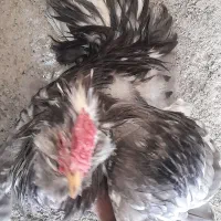 طوسی بدون غلط|حیوانات مزرعه|فارسان, |دیوار