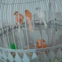 سه عدد عدد قناری فروشی