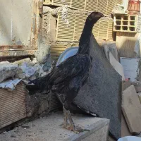 نیمچه اشامو|حیوانات مزرعه|تهران, سازمان آب|دیوار