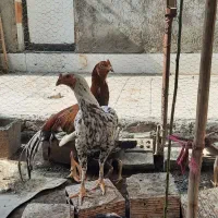 مرغ و خروس چابهاری