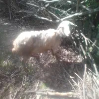 گوسفند ماده . گوشتی عالی