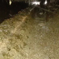 کود مرغی|خدمات باغبانی و درختکاری|تایباد, |دیوار