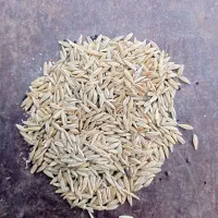 جو دیم فروشی