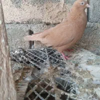 کبوتر گره درجای|پرنده|میناب, |دیوار