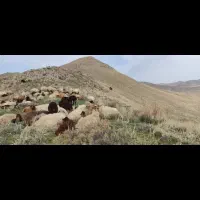 48راس میش مایه کرده سنگین