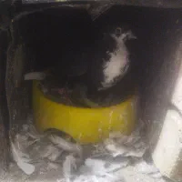 کفتر مفت مفت