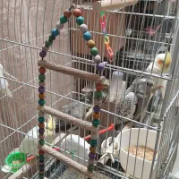 عروس،هلندی،کوتوله برزیلی