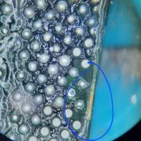 تعمیرات موبایل در حضور مشتری با ضمانت|خدمات رایانه‌ای و موبایل|کرج, گلشهر|دیوار