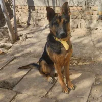 واگذاری سگ جرمن 9 ماهه