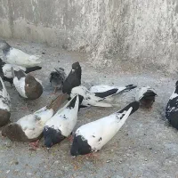 ۱۰تاکفترسینه سیاه