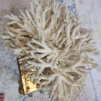 مرجان شاخ گوزنی|ماهی|قم, حنیف نژاد|دیوار