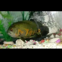 دوتا ماهی اسکار درشت