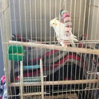 عروس هلندی با قفس