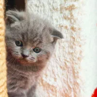 گربه های اسکاتیش بریتیش