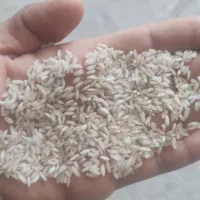 برنج عنبربو / عنبر بو کامفیروزی با عطر و طعم عالی|خوردنی و آشامیدنی|شیراز, داریون|دیوار