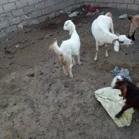 بز فروش|حیوانات مزرعه|اهواز, اهواز|دیوار