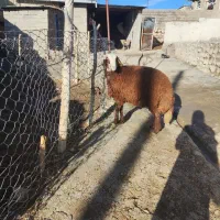 بره نر مهربانی|حیوانات مزرعه|الشتر, |دیوار