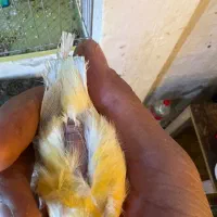 قناری جفت سیره