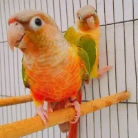 طوطی گرینچیک نَر / 3 رنگ اورجینال /راهب/ملنگو/عروس