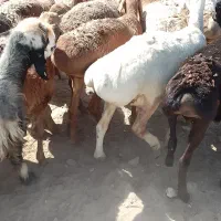 بره چینی مخصوص پروار و داشت|حیوانات مزرعه|دهدشت, |دیوار