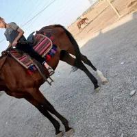 اسب آموزش بچه