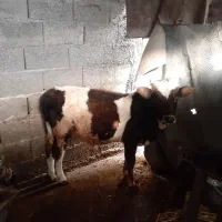 دوتاکلچه جوان خوشکل|حیوانات مزرعه|احمدسرگوراب, |دیوار