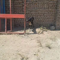 واگزاری توله لاس|سگ|اصفهان, شفق|دیوار