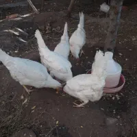 مرغ تخم گذار جوان 6ماهه