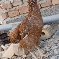 دوعدد مرغ|پرنده|ایرانشهر, |دیوار