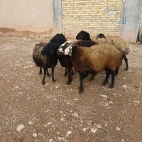 6راس میش جوان شالی آبستن یکیش زاییده|حیوانات مزرعه|قیدار, |دیوار