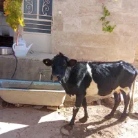 گاو شیری محلی مناسب خانه دار