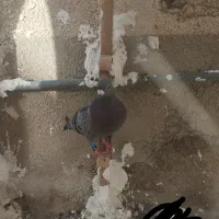 کبوتر|پرنده|فسا, |دیوار