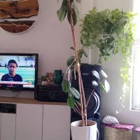 گل فیکوس|گل و گیاه طبیعی|باقرشهر, |دیوار