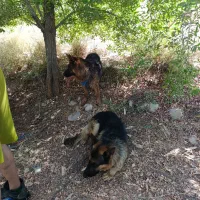 دوعددسگ خارجی اصل ژرمن
