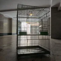 قفس بزرگ طوطی، کاکادو،کاسکو