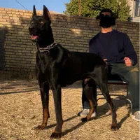 دوبرمن|سگ|تهران, آبشار|دیوار