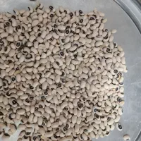 400 کیلو لوبیا چشم بلبلی  بصورت عمده بفروش میرسد