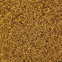 بذر یونجه رنجر آمریکایی