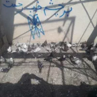 یجا دونه ۲۰۰
