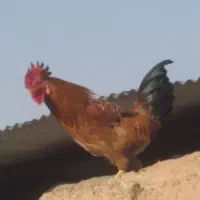 خروس محلی اصل