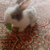 خرگوش مینیاتوری بازیگوش|موش و خرگوش|سنندج, |دیوار