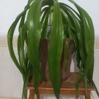 گل اشک ملکه ۴ ساله