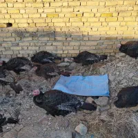 بوقلمون درشت وسرحال