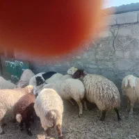 ۳۰ عدد میش بختیاری بره دار و ابست