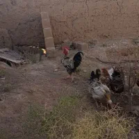 مرغ محلی و لاری|حیوانات مزرعه|خواف, |دیوار