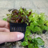 گیاه آکواریوم|ماهی|ارومیه, |دیوار