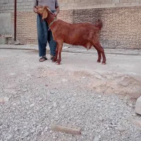 یک عدد بز خارجی سه قلو زا جوان بالا۷۰کیلو
