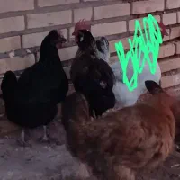 مرغ تخم گذارگتوند