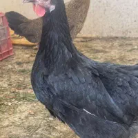 مرغ جوان سیاه